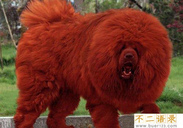 中国禁养名犬 藏獒忠心为何咬死主人图片