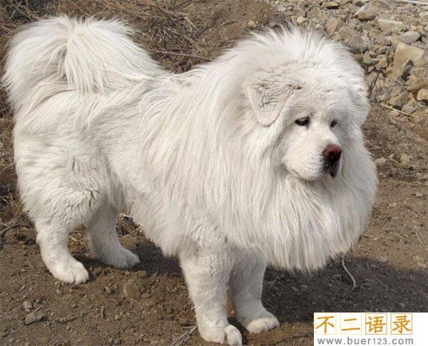 中国禁养名犬 藏獒忠心为何咬死主人图片