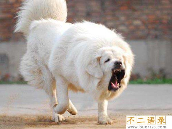 中国禁养名犬 藏獒忠心为何咬死主人图片