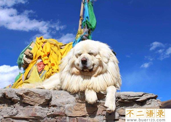中国禁养名犬 藏獒忠心为何咬死主人图片