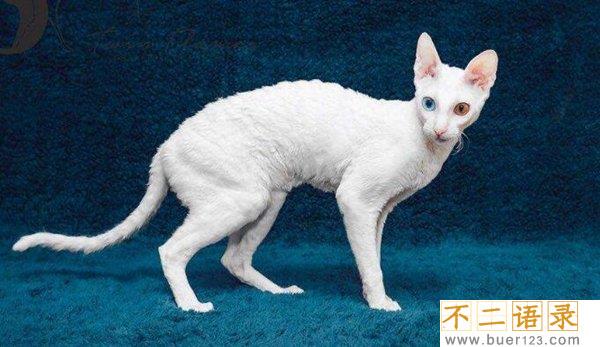 世界十大最丑的猫 第一价格昂贵丑到窒息图片