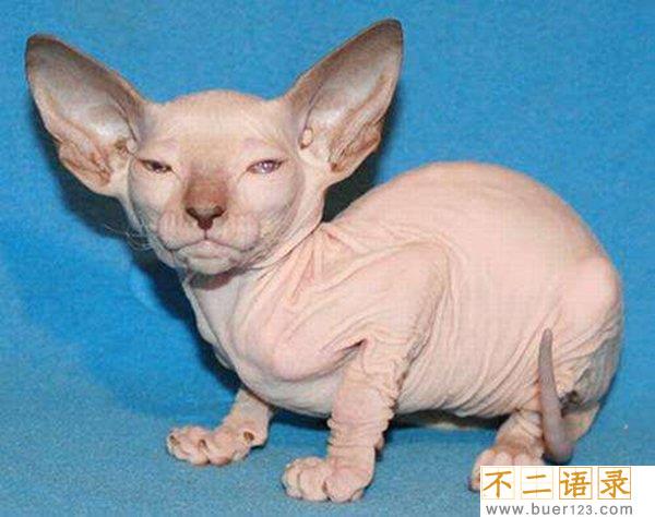 世界十大最丑的猫 第一价格昂贵丑到窒息图片