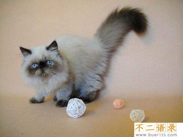 世界十大最丑的猫 第一价格昂贵丑到窒息图片