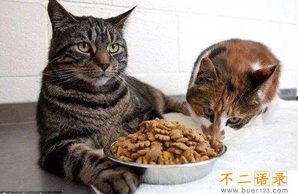 世界十大最丑的猫 第一价格昂贵丑到窒息图片