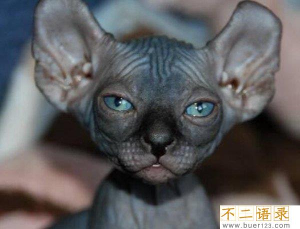 世界十大最丑的猫 第一价格昂贵丑到窒息图片