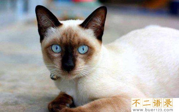世界十大最丑的猫 第一价格昂贵丑到窒息图片