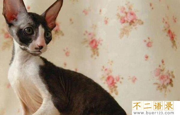 世界十大最丑的猫 第一价格昂贵丑到窒息图片