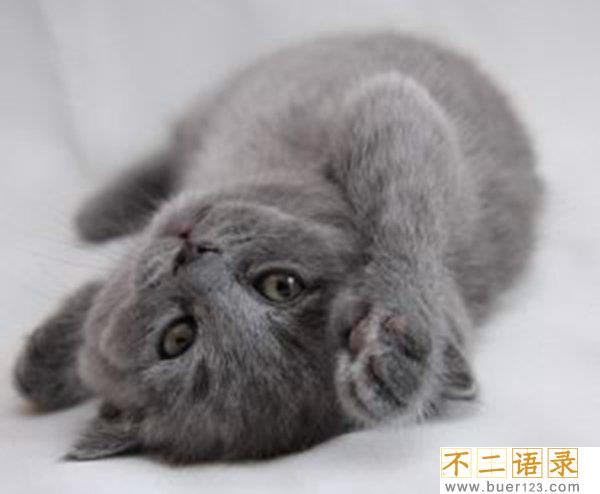 世界十大最丑的猫 第一价格昂贵丑到窒息图片