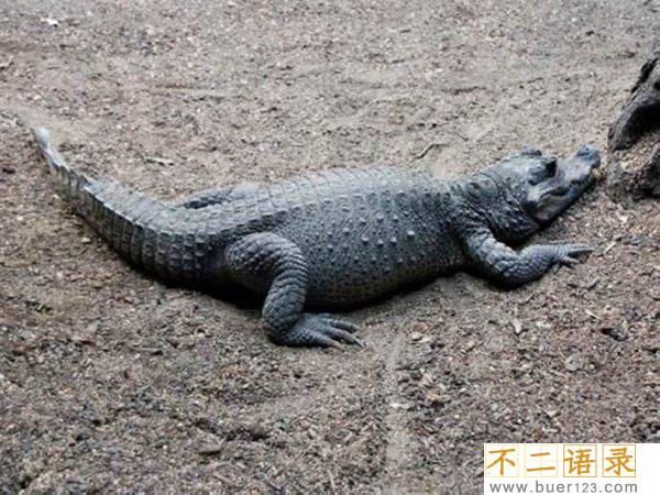 世界十大最小的动物 侏狨体长不超15厘米可爱迷人图片