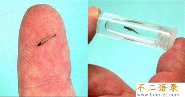 世界十大最小的动物 侏狨体长不超15厘米可爱迷人图片