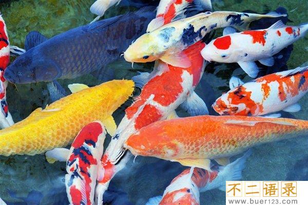 十大适合家养的观赏淡水鱼 漂亮又好养的淡水鱼有哪些图片