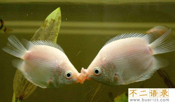 十大适合家养的观赏淡水鱼 漂亮又好养的淡水鱼有哪些图片