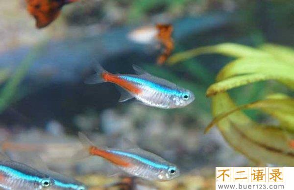 十大适合家养的观赏淡水鱼 漂亮又好养的淡水鱼有哪些图片