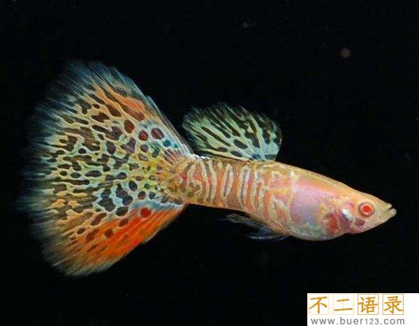 十大适合家养的观赏淡水鱼 漂亮又好养的淡水鱼有哪些图片