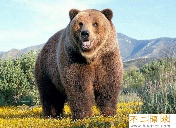 陆地动物10大单挑王 东北虎仅第七第一无所畏惧图片
