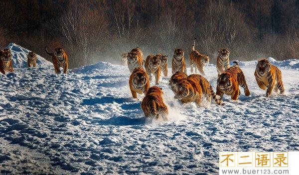 陆地动物10大单挑王 东北虎仅第七第一无所畏惧图片