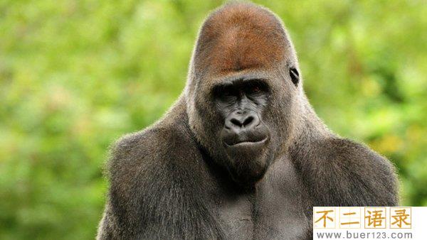 陆地动物10大单挑王 东北虎仅第七第一无所畏惧图片