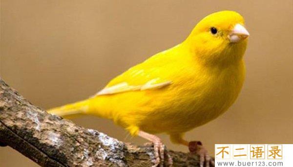 世界十大笼养鸟 适合养在家里的鸟儿有哪些图片