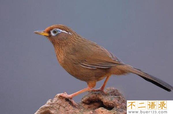 世界十大笼养鸟 适合养在家里的鸟儿有哪些图片