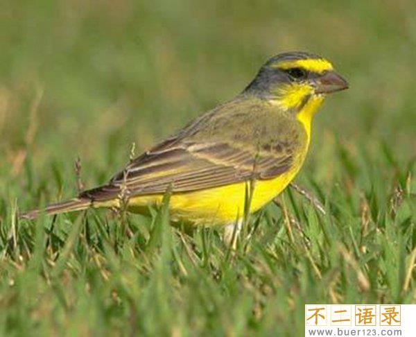 世界十大笼养鸟 适合养在家里的鸟儿有哪些图片