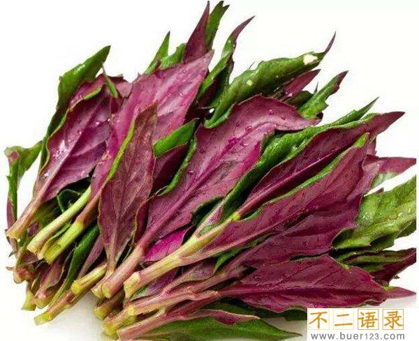 血皮菜到底有毒没？血皮菜真的致癌吗图片