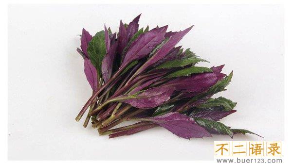 血皮菜到底有毒没？血皮菜真的致癌吗图片