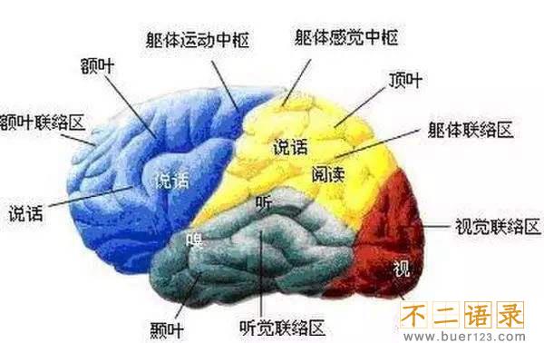 开发右脑潜能是骗局吗?开发右脑的十种方法图片