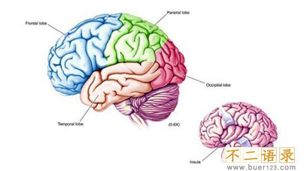 开发右脑潜能是骗局吗?开发右脑的十种方法图片