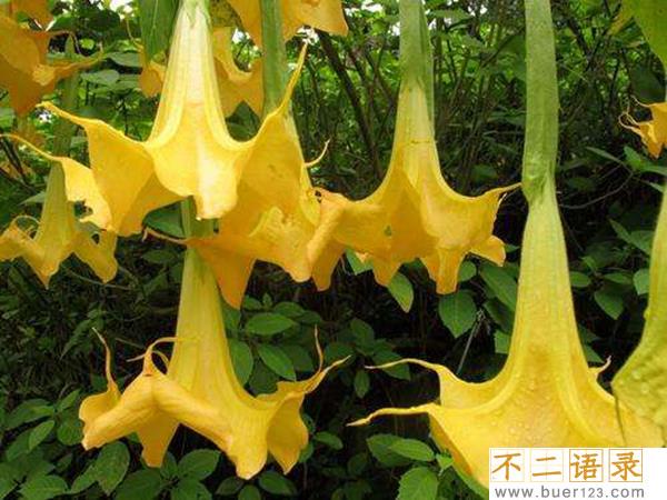 东莨菪碱是什么?东莨菪碱能控制别人吗（致幻作用）图片