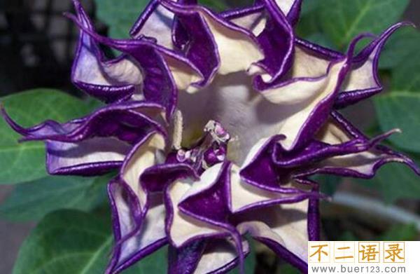 东莨菪碱是什么?东莨菪碱能控制别人吗（致幻作用）图片