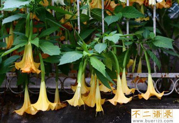 东莨菪碱是什么?东莨菪碱能控制别人吗（致幻作用）图片