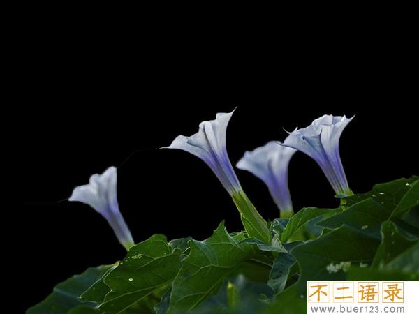 东莨菪碱是什么?东莨菪碱能控制别人吗（致幻作用）图片