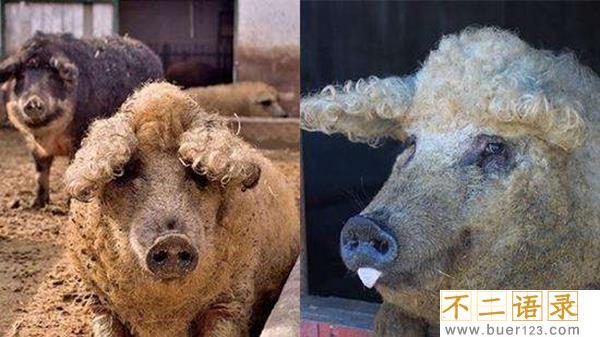 草泥猪是什么动物?毛发卷曲细密像绵羊的猪(绵羊猪)图片