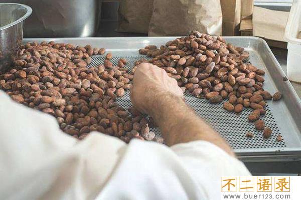 可可豆和咖啡豆的区别?可可豆和咖啡豆是一种东西吗图片