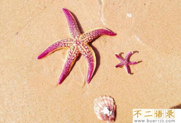 海星能吃吗有什么好处?海星的功效与作用有哪些图片