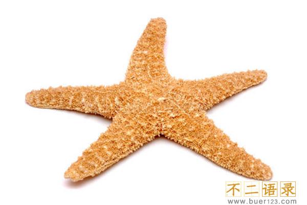 海星能吃吗有什么好处?海星的功效与作用有哪些图片