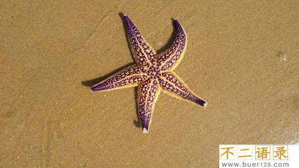 海星能吃吗有什么好处?海星的功效与作用有哪些