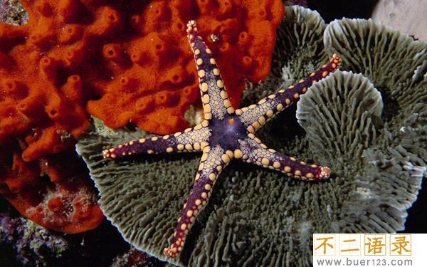 海星能吃吗有什么好处?海星的功效与作用有哪些图片