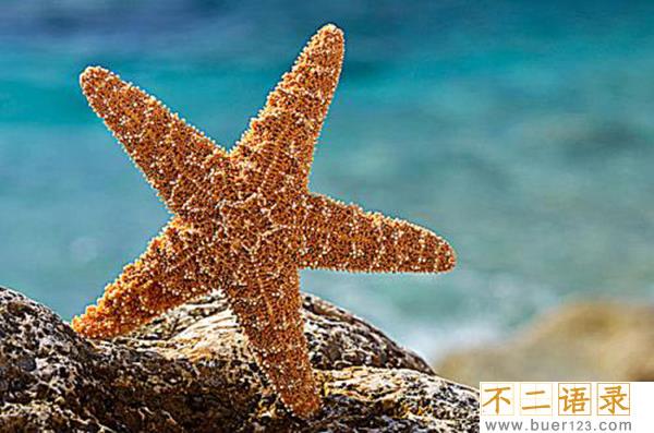 海星能吃吗有什么好处?海星的功效与作用有哪些图片