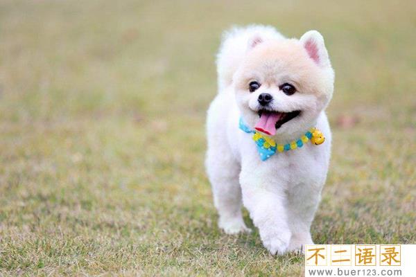 狗狗不能吃什么水果?这几种水果最好不要让狗狗吃图片