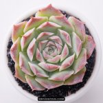 多肉植物品种大全图解图片