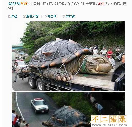 黄河巨龟事件，1965年在黄河发现巨龟是真的吗？（假的）图片