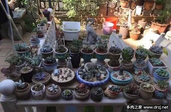 1000种多肉植物图鉴图片