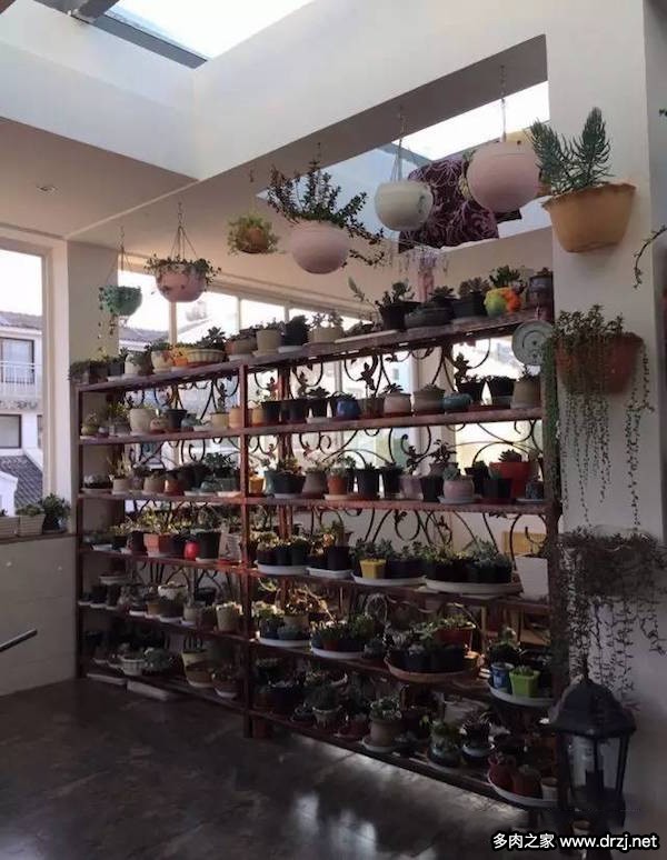 1000种多肉植物图鉴图片