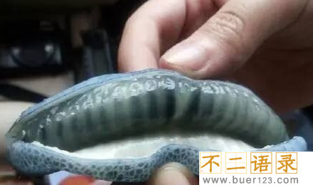 猫儿屎为什么是黑色的  猫儿屎是个什么鬼图片
