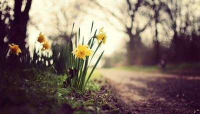 风吹起如花的流年、而你成为最唯美的点缀
