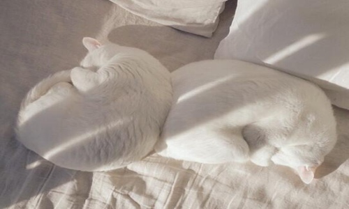 为什么好多人被猫抓不打疫苗 哪种情况是一定要打疫苗的？图片