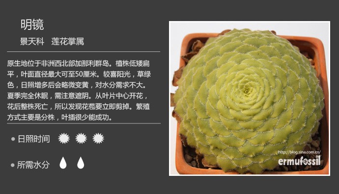 多肉植物品种大全图解图片