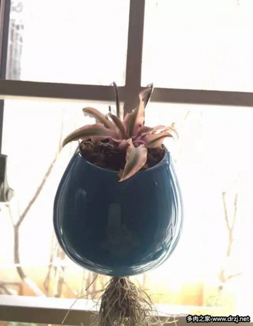 1000种多肉植物图鉴图片
