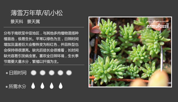多肉植物品种大全图解图片